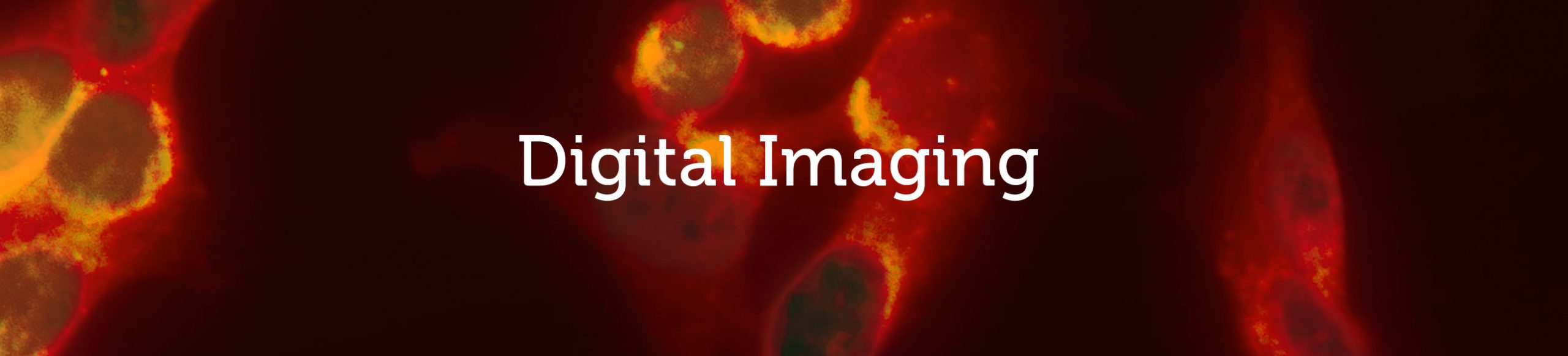 Digital Imaging divider